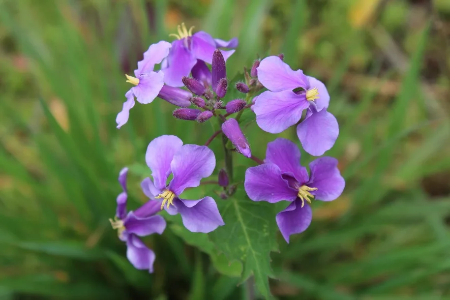 image007.jpg